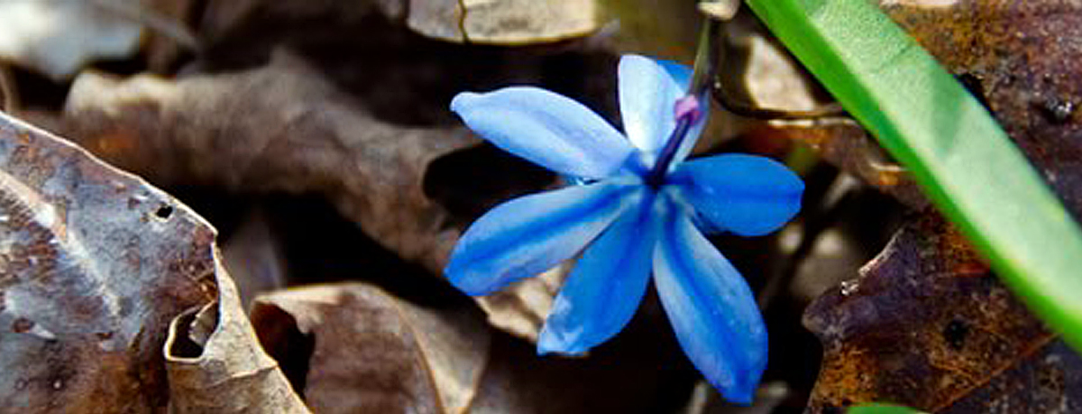 blue flower mc
